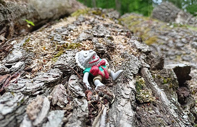 Ostseebad Boltenhagen - Urwald in Tarnewitz