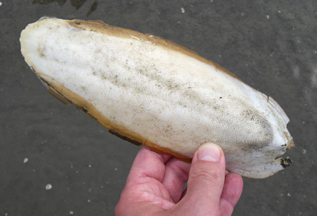 Büsum - Shell of a deceased squid