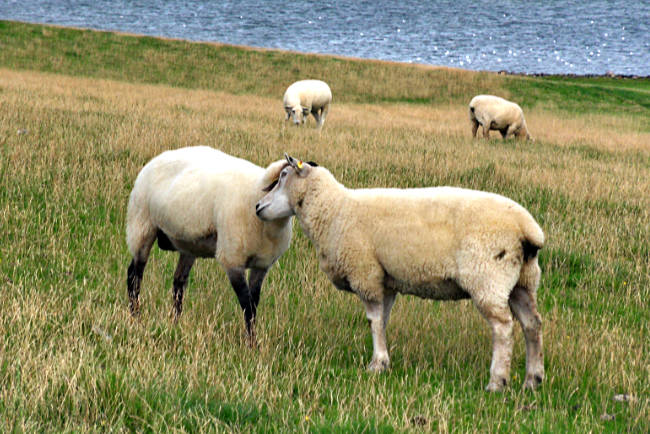 Büsum - sheep