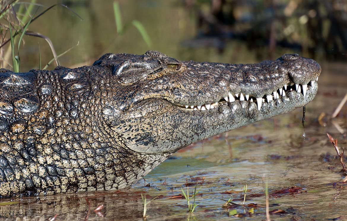 Croc in Botswana - distant places