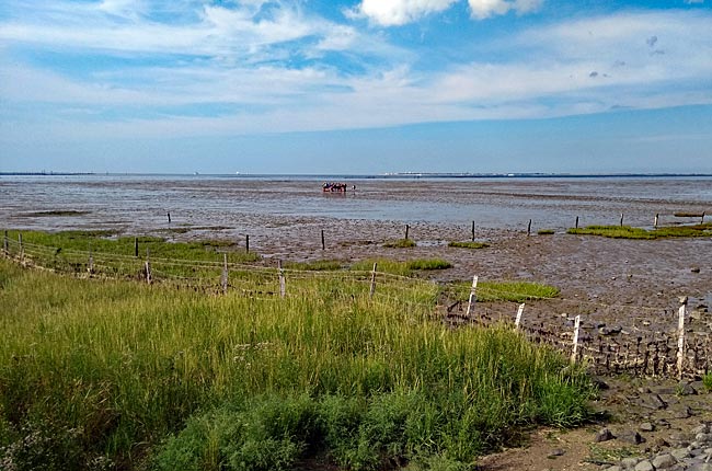 Norden-Norddeich - Out and about in the mudflats, but only with an official guide