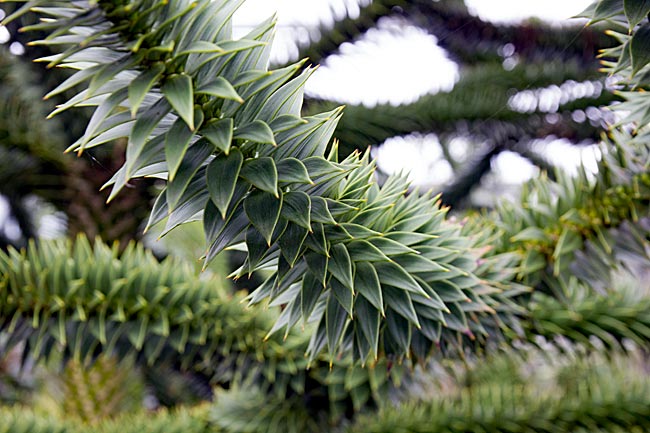 Kiel - In the Old Botanical Garden - Leaves of an Araucaria, which is actually native to the Southern Hemisphere