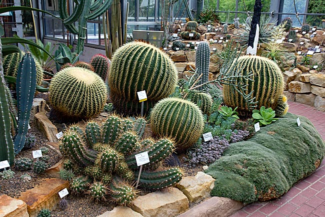 Kiel - cacti in the Botanical Garden