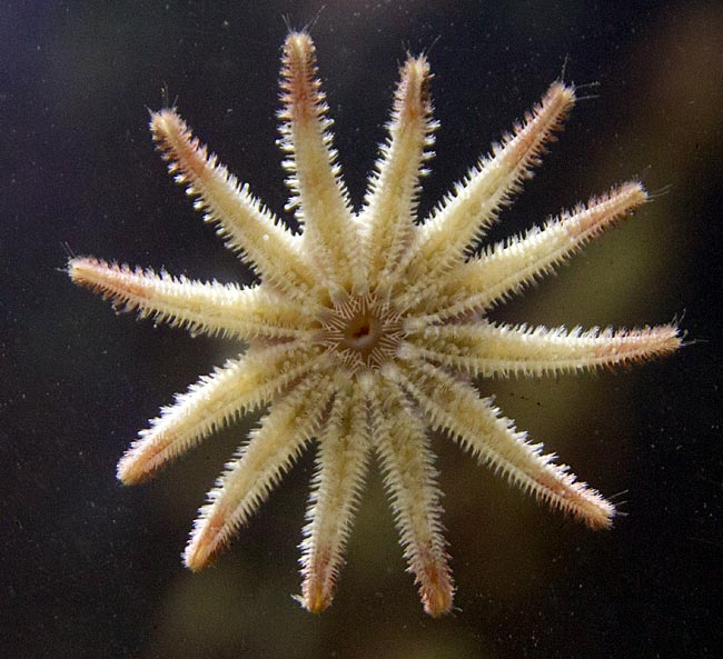 Kiel - GEOMAR Aquarium - Starfish on the tank glass