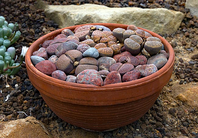 Kiel - Living Stones in a Bowl in the Botanical Garden