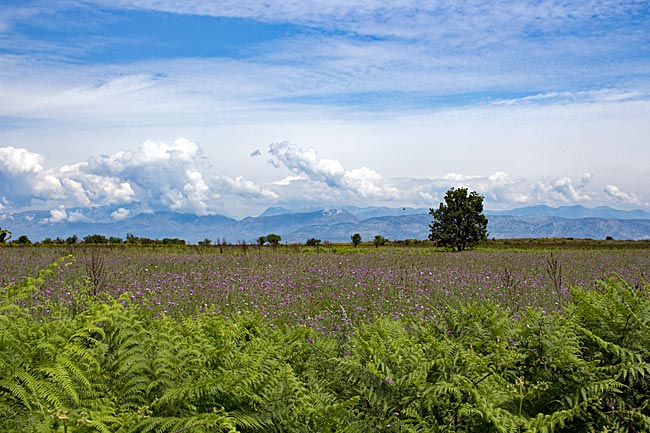 Corfu in Greece - Landscape near Agios Spiridon