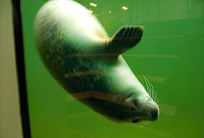 Norden-Norddeich - A seal at the seal station on a dive