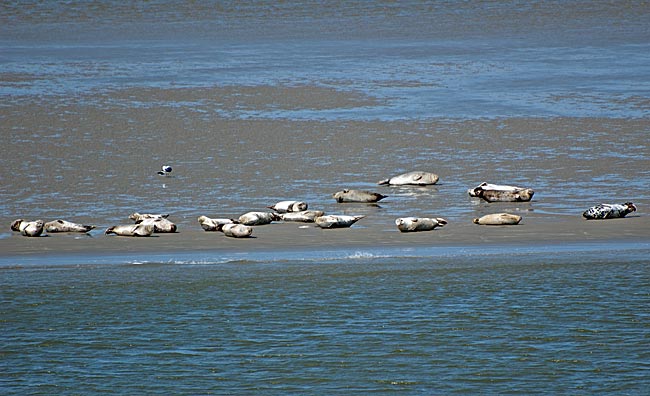Norddeich - Seals on a sandbank in the Wadden Sea