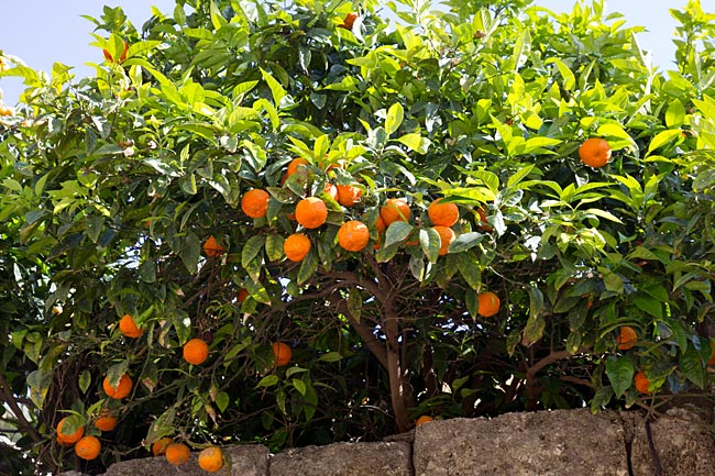 Rhodes Old Town - orange tree