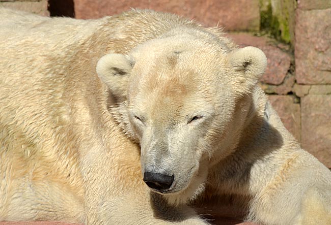 Rostock - A good alternative program is also a visit to the zoo