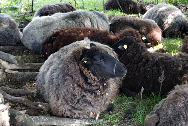 Rügen - Also living here are rough-coated Pomeranian land sheep