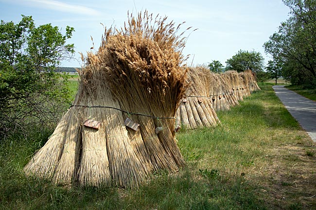 Rügen - Cut and bundled reed drying