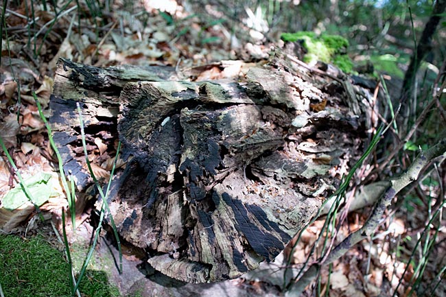 Deadwood keeps the forest alive, even in the protected forest areas of Rügen island