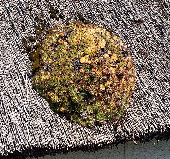 Klein Zicker on Rügen island - Succulents on a Thatched Roof