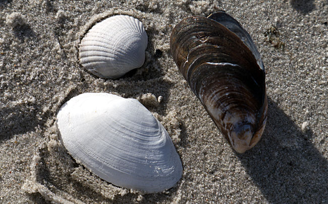 Sandclam, heart clam and mussel - the last both common - and all uninhabited - Schönberger Strand - Probstei