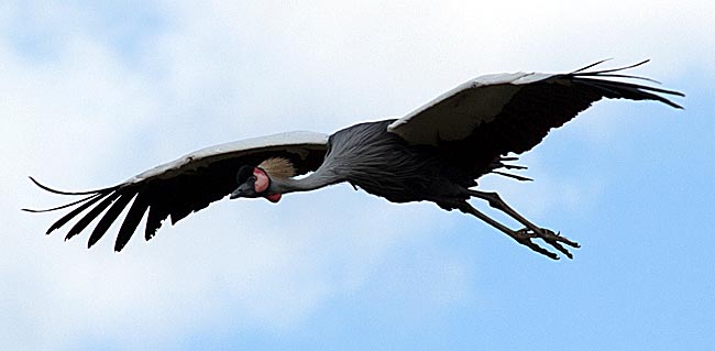 Rügen - flying crane
