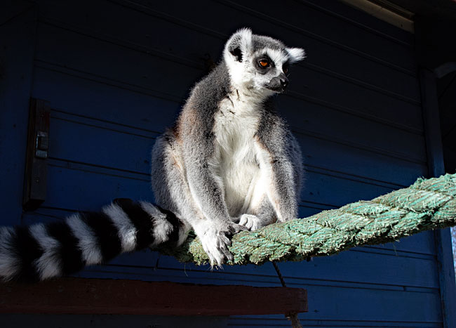 Wismar - Katta at Tierpark Wismar