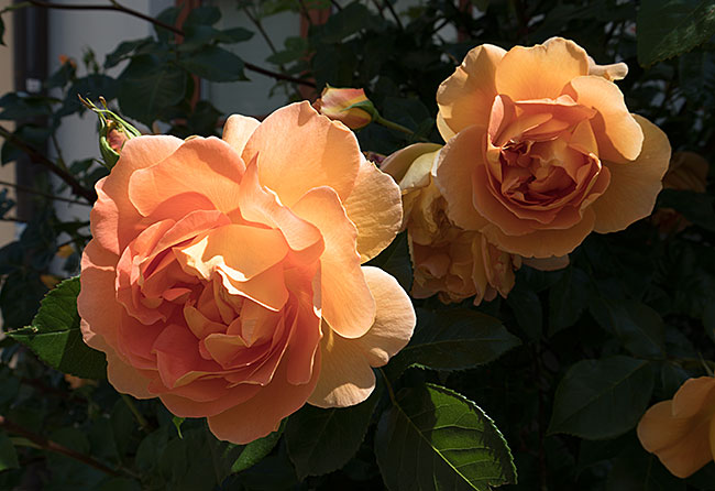 Wismar - blooming roses