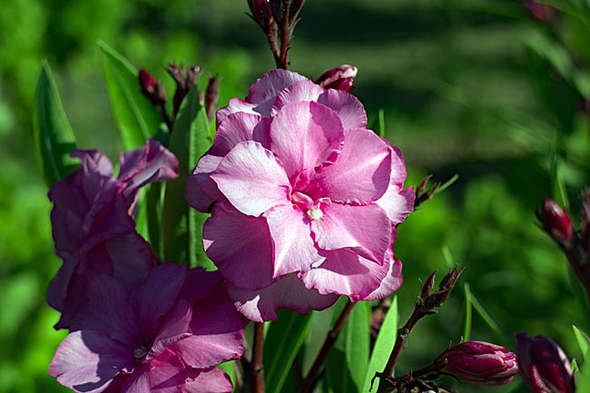 Zakynthos, the Ionian Island in Greece - Blooming Oleander
