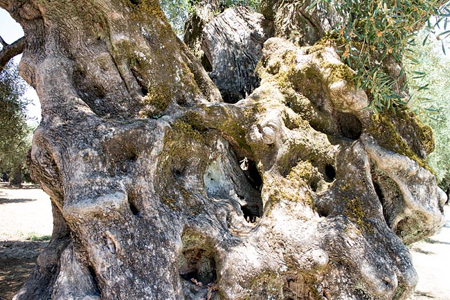 Zakynthos, the Ionian Island in Greece - The trunk of a very old olive tree by the roadside, spanning several meters in circumference