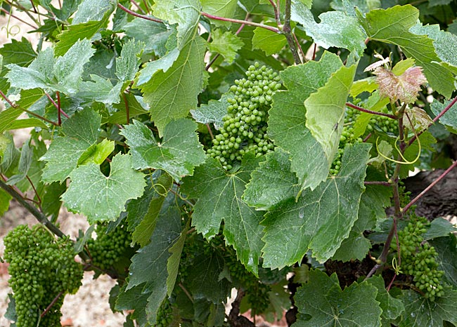 Zakynthos, the Ionian Island in Greece - Vineyards are frequently encountered on Zakynthos