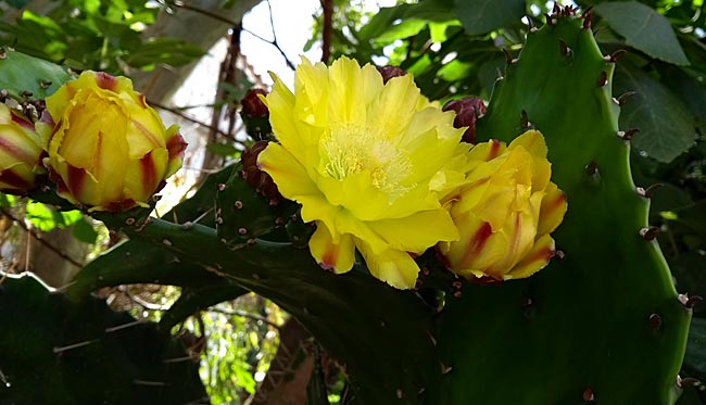 Zakynthos, the Ionian Island in Greece - cactus flowers