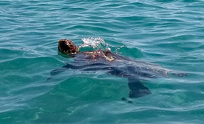 Zakynthos, the Ionian Island in Greece - A loggerhead sea turtle surfaces from the shallow water to take a breath