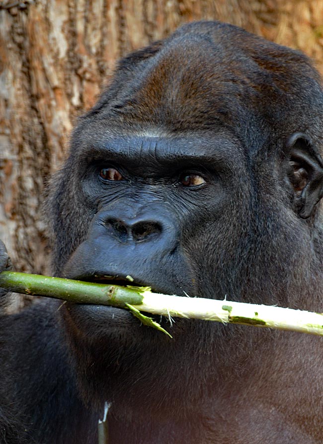 Gorilla at the Darwineum