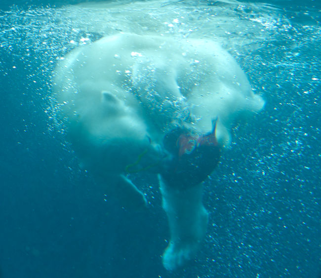 Zoo am Meer in Bremerhaven - Eisbär unterwasser - Bremen sehenswert