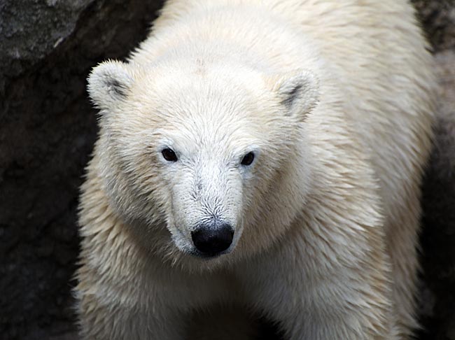 Eisbär im Zoo am Meer in Bremerhaven - Bremen sehenswert