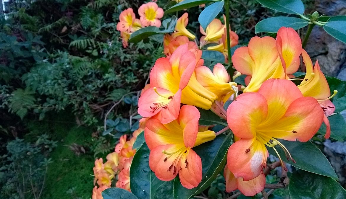 Blüten in der botanika - Bremen sehenswert