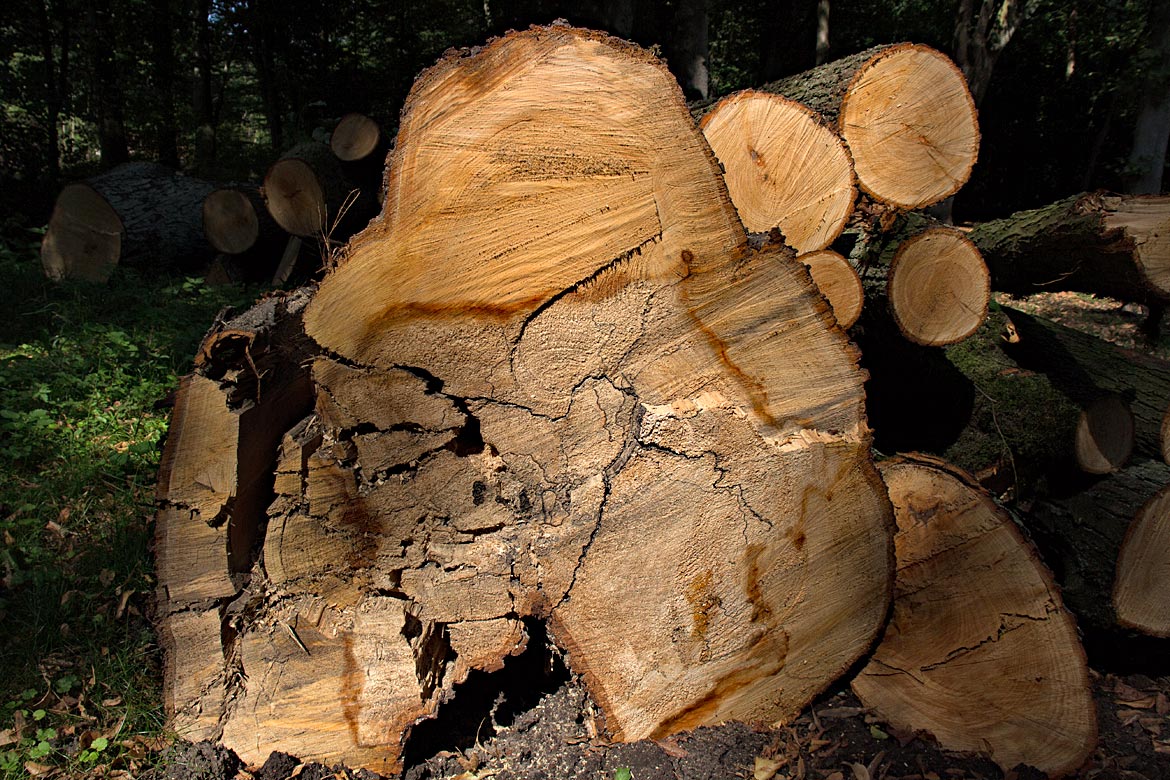 Holz im Stadtwald - Bremen sehenswert