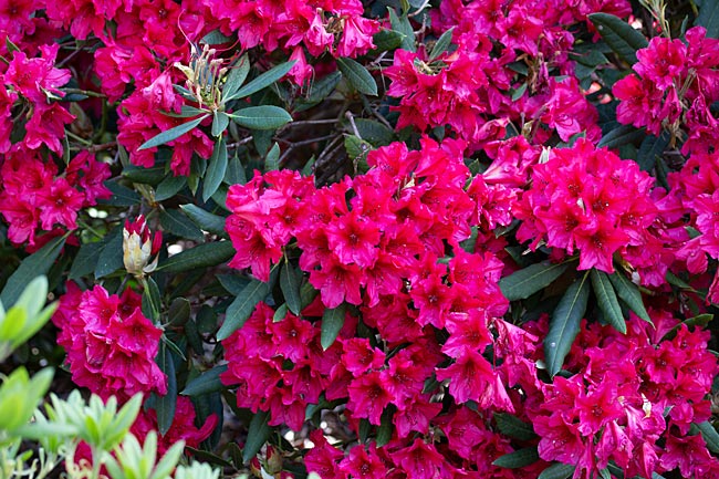 Rhododendronpark - Bremen sehenswert