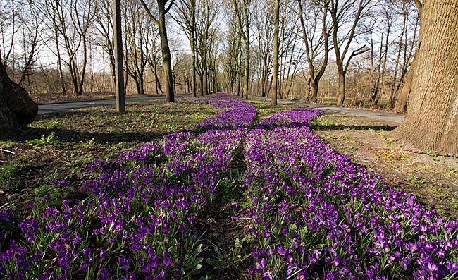 1 Million Krokusse blühen im Frühjahr in Oberneuland - Bremen sehenswert