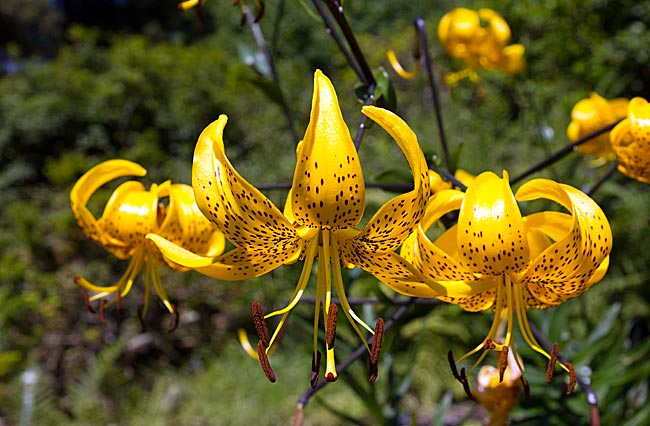Bremen - Rhododendronpark - blühende Pflanzen im Botanischen Garten