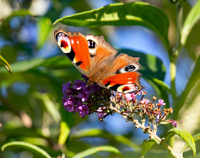 Schmetterling in einem Kleingarten - Bremen sehenswert