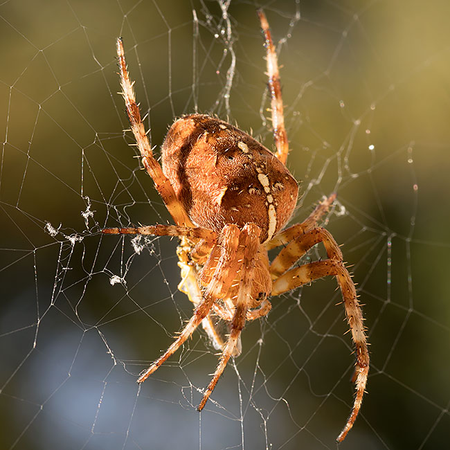 Spinne - Bremen sehenswert