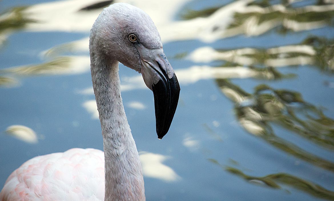 Flamingo im Weltvogelpark Walsrode - Bremen sehenswert