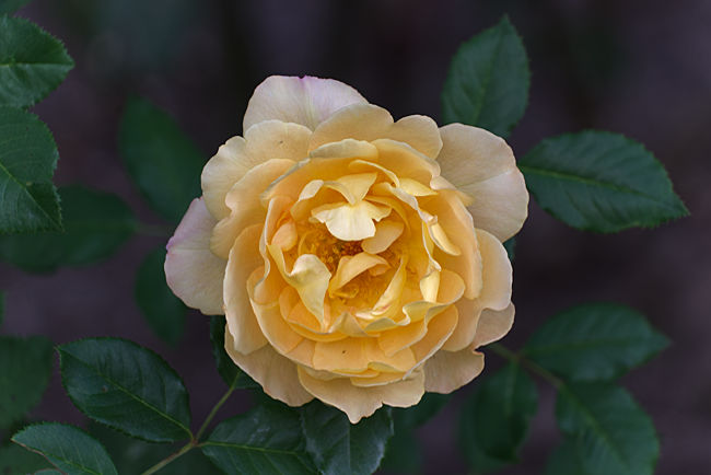 Gelbe Rose im Weltvogelpark Walsrode - Bremen sehenswert