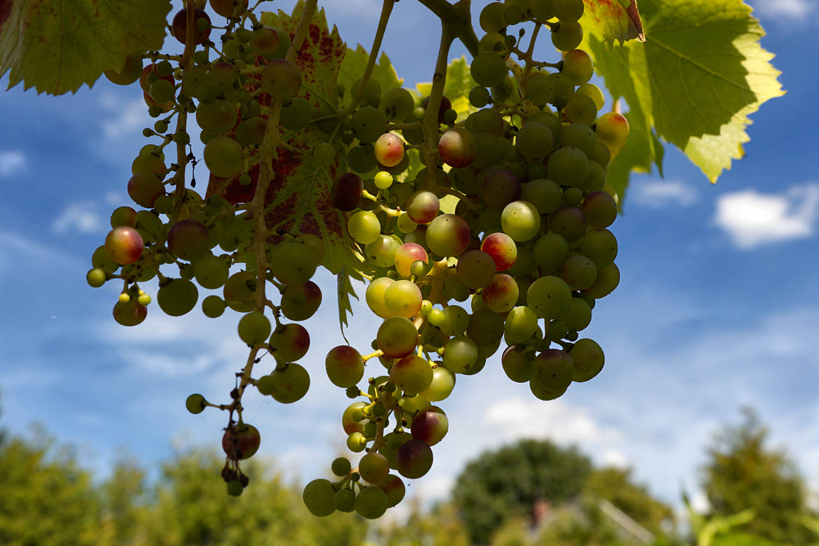 Weinstock - Bremen sehenswert
