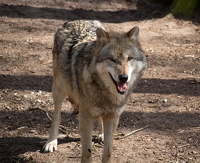 Grauwolf im Wolfcenter Dörverden bei Verden an der Aller